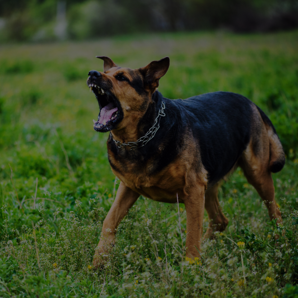 2. K9 Unit